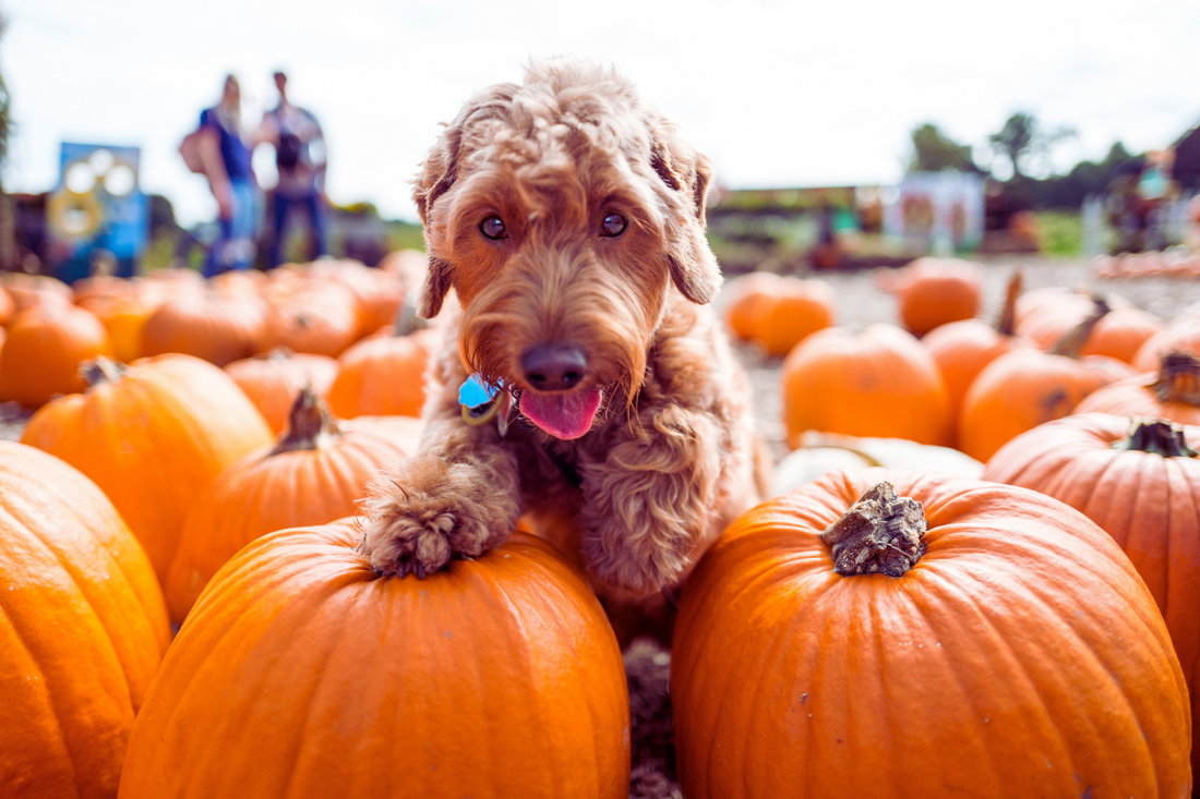 Halloween Safety Tips for Pet Parents