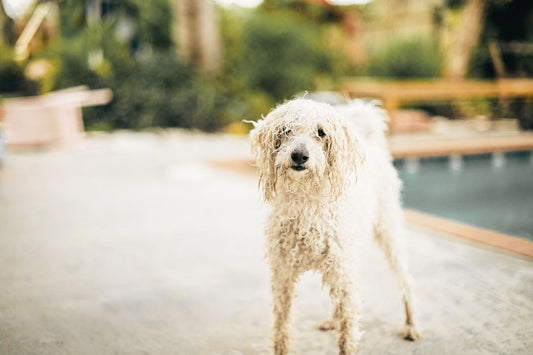 Decoding Wet Dog Smell: Science and Solutions