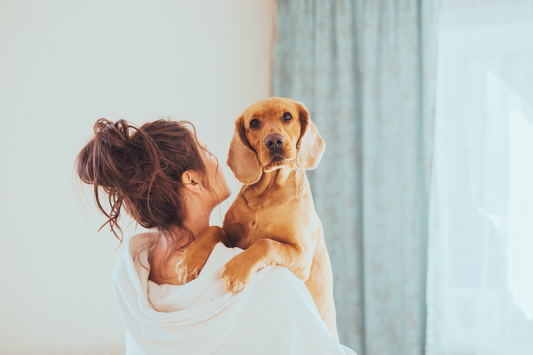 Pet Safety for Pet Parents