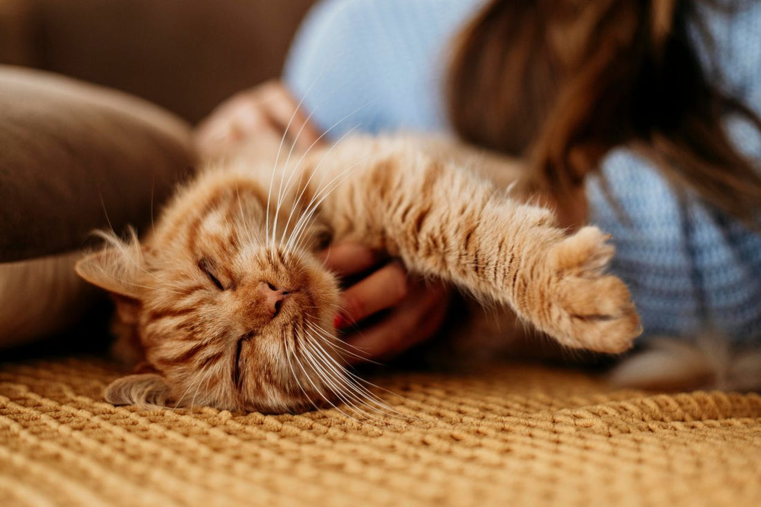 25 Cat Safety Tips for Pet Parents